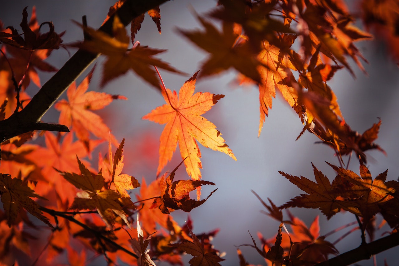 autunno_foliage_2.jpg